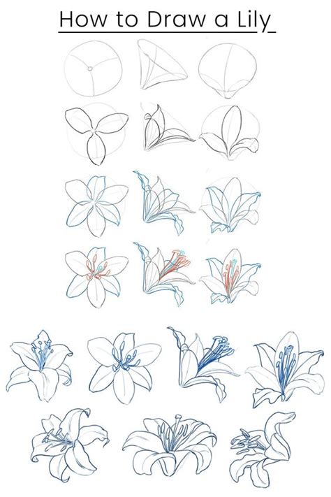 Beginner's Guide: How to Draw Flowers Step.